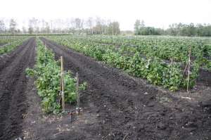 ������ ������������