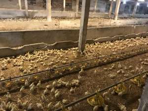 ������ �����-��������� ����� ����� - ����������