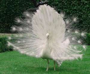 ������� - ����������