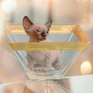 ������� � ������� � ����� ���� � ��������� �������� - ����������