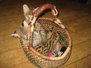 ������� � �����������.