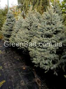 ������� ��� � ������, �� 1 �� 6 ������ � ������ � ��������� �� �����! - ����������