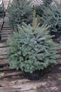 ������� ��� � ������ ���� ������. ���� 100 ��. - ����������