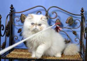 ������� ���� 5 ������ - ����������