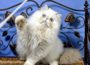 ������� ���� 5 ������