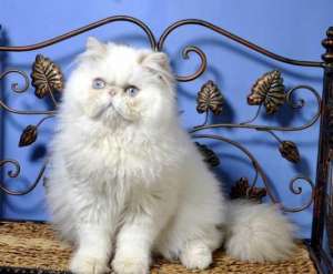 ������� ���� 5 ������