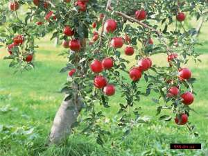 ������� ���� - ����������