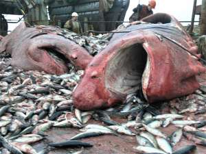 ������� ���� � ���������� ��� ������������ ������� ����������� �������������