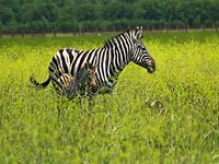 ������� ���� �� ������� �� �����, ���� � ������� ���� ������� ���������, ������� ���� �� 1 ���, ��� ������� ���� 9 ��� - ����������