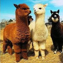 �������, ����, ����, ������, �����, �������, ����, ������� �� ������ � ���