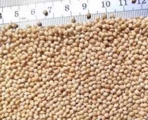 ������� �����. ������ �����. - ����������