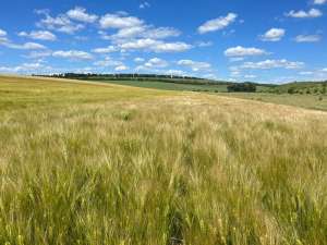 ������� �����. ������ ������. - ����������