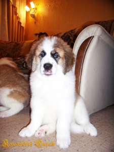 ������� ����� ���������� ���������� �� �������� ������� (2 ������) - ����������