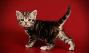 ������� �����. ������������ ��������������� ������.