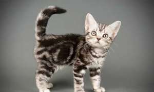 ������� �����. ������������ ��������������� ������.