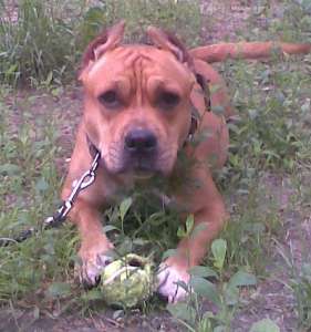 ������� ����� ������������� ���������������� ������� ���-������. - ����������