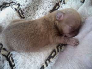 ������� ������ - ����������