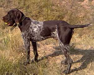 ������� ������