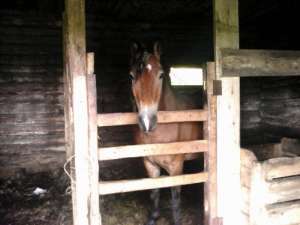 ������� ������