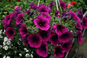 ������� ������, ���� �� ��������, ������� ������, ������ ������������ ���������, �.����. - ����������