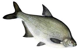 ������� ������ ����� ���������� �� ������������ ���� - ����������