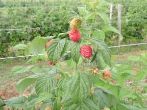 ������� ������ ������ - 2017 ���