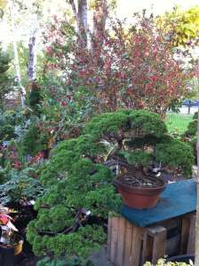 ������� ������, ������