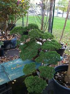 ������� ������, ������