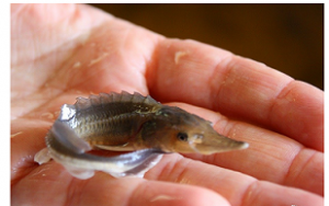 ������� ������ �������