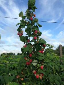 ������� ������ ������� �������. - ����������