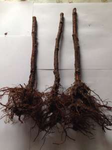 ������� ������ ������� �������.