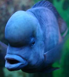 ������� ������� - ����������