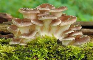 ������� �������