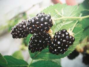 ������� ������� �� 25���.��� - ����������