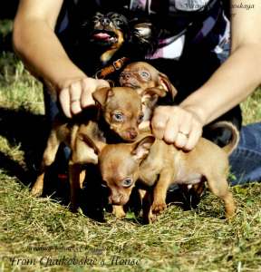 ������� (������� ��� ������)