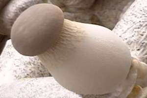 ������� - ������� ������