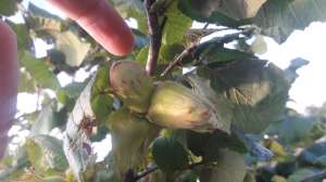 ������� (�������) �������