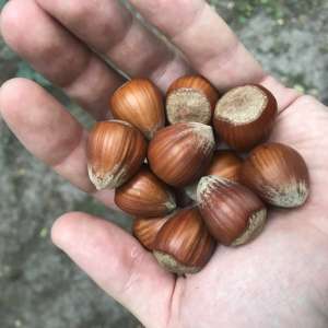 ������� (�������) �������