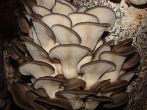 ������� ������� �������� �������