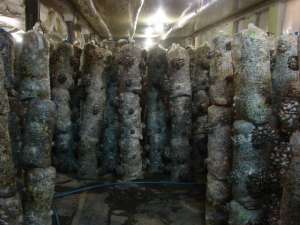 ������� ������� �������� �������