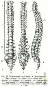 ������� ��������