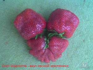 ������� �������� - ����������