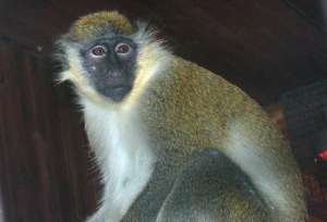 ������� ��������