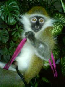 ������� ��������