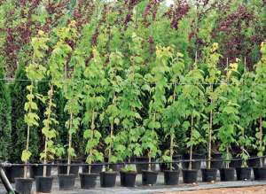 ������� ��������