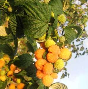 ������� ��������