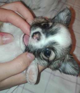 ������� ��������