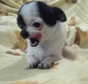 ������� ��������