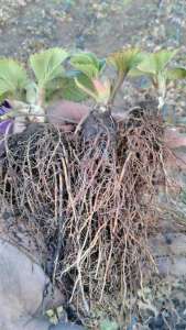 ������� �������� - ����������