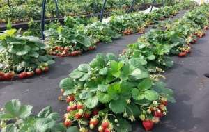 ������� ��������